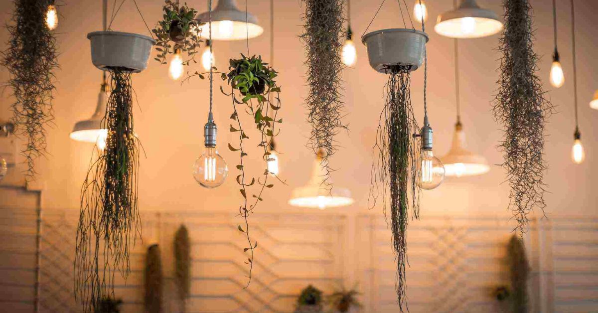 Designer Lights Near Me